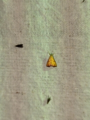 Pyraustinae
