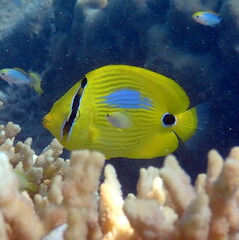 Chaetodon plebeius
