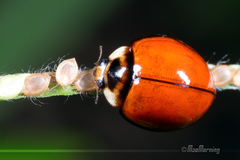 Coelophora biplagiata
