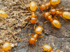 Acanthomyops