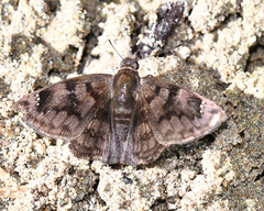 Nisoniades macarius