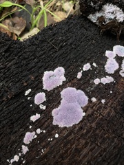 Punctularia atropurpurascens