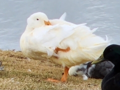 Anas platyrhynchos domesticus