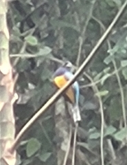 Trogon caligatus