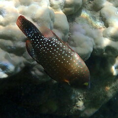 Cheilinus chlorourus