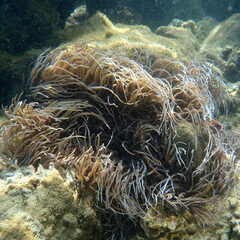 Heteractis crispa