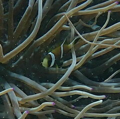 Amphiprion akindynos