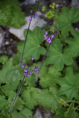 Primula matthioli