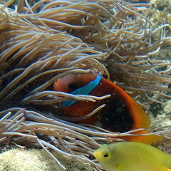 Amphiprion melanopus