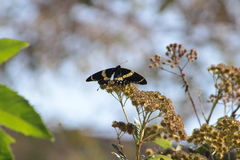 Papilio garamas garamas