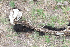 Alouatta caraya