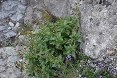 Scrophularia rupestris