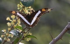 Adelpha basiloides