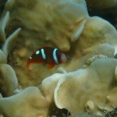 Amphiprion melanopus