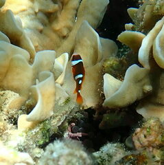 Amphiprion melanopus