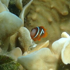 Amphiprion melanopus