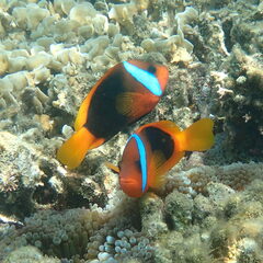 Amphiprion melanopus