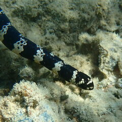 Emydocephalus annulatus