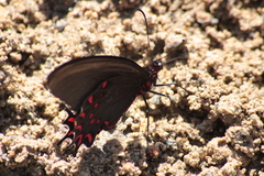 Parides photinus