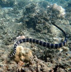 Emydocephalus annulatus