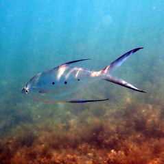 Trachinotus baillonii