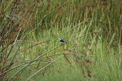 Fluvicola albiventer