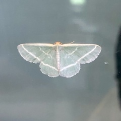 Mixocera latilineata