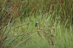 Fluvicola albiventer