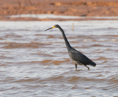 Egretta garzetta dimorpha