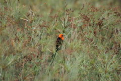 Amblyramphus holosericeus