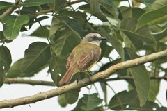 Myiozetetes granadensis