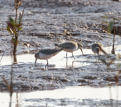 Calidris ferruginea