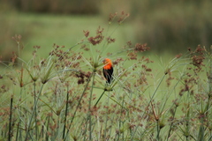 Amblyramphus holosericeus