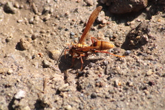 Polistes carnifex