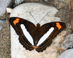 Adelpha iphiclus iphiclus
