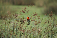 Amblyramphus holosericeus