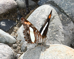 Adelpha iphiclus iphiclus