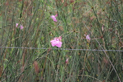 Rhabdadenia ragonesei