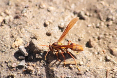 Polistes carnifex