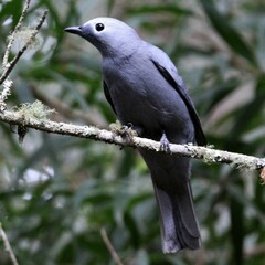 Coracina caesia caesia