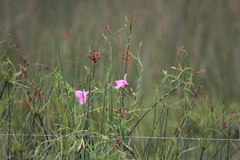 Rhabdadenia ragonesei