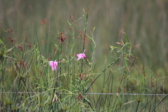 Rhabdadenia ragonesei