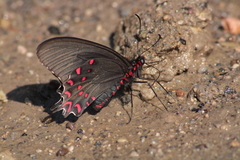 Parides photinus