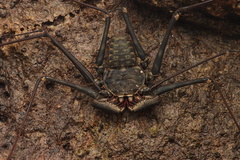 Paraphrynus laevifrons