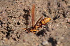 Polistes carnifex