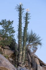Fouquieria columnaris