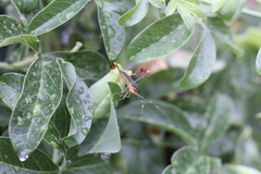 Anisoscelis marginellus