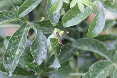 Anisoscelis marginellus
