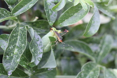 Anisoscelis marginellus