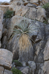 Nolina bigelovii